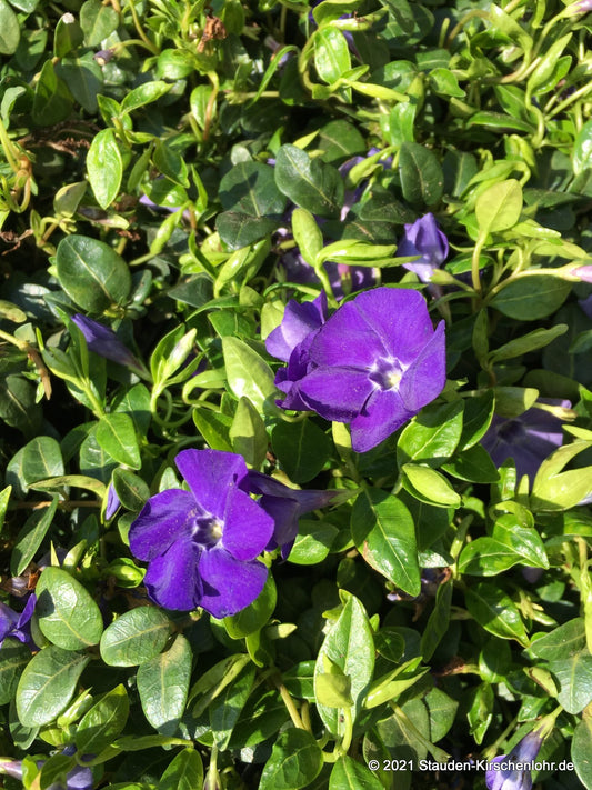 Vinca minor 'La Grave' ('Bowles')