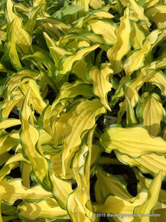 Hosta 'Kabitan'