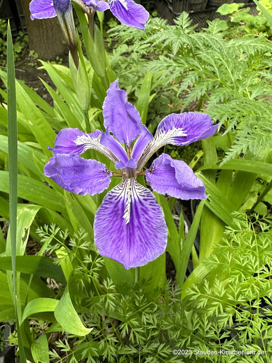 Iris tectorum 'Woolong'