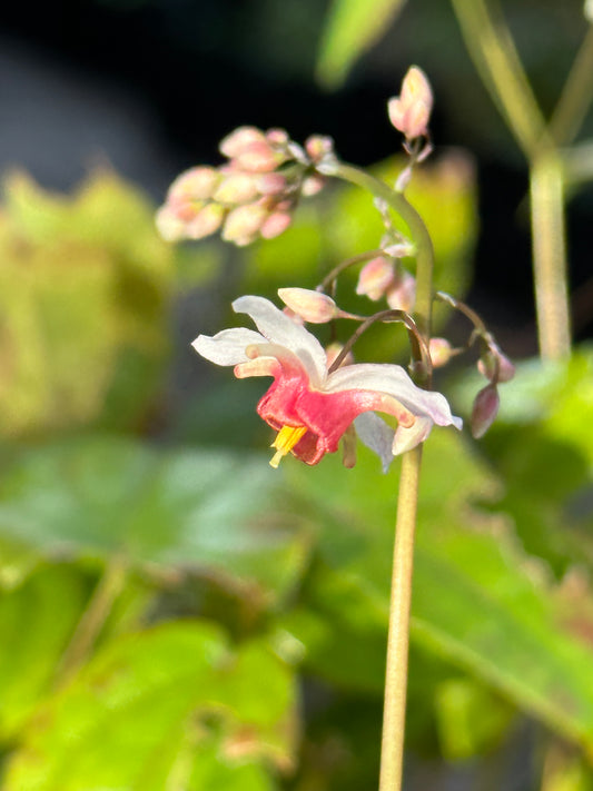 Epimedium 'Marie-Claire'   NIS