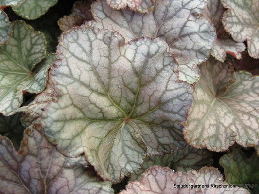 Heuchera 'Pinot Noir' ®