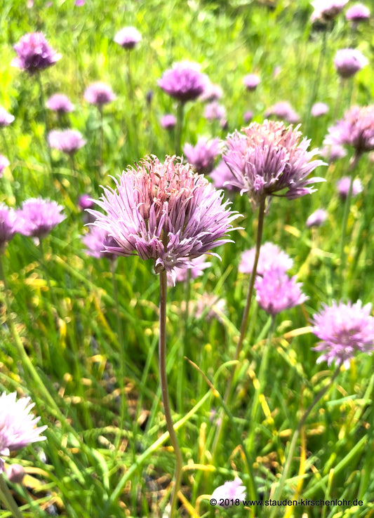 Allium schoenoprasum