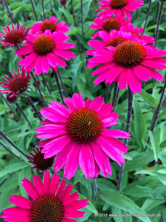 Echinacea 'Sensation Pink' ®