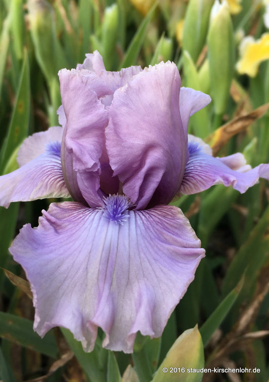 Iris barbata-media 'Donegal'