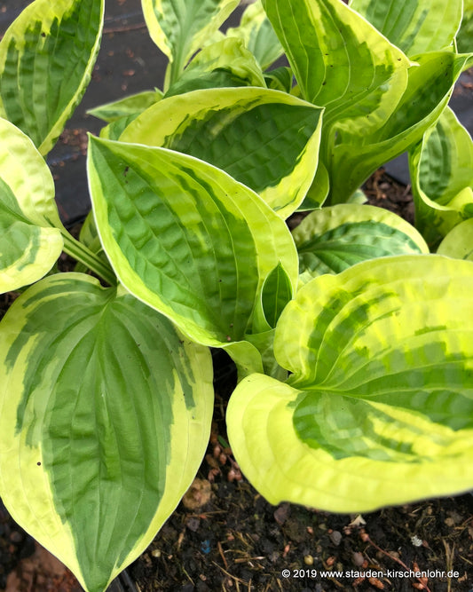 Hosta 'Lakeside Dimpled Darling'