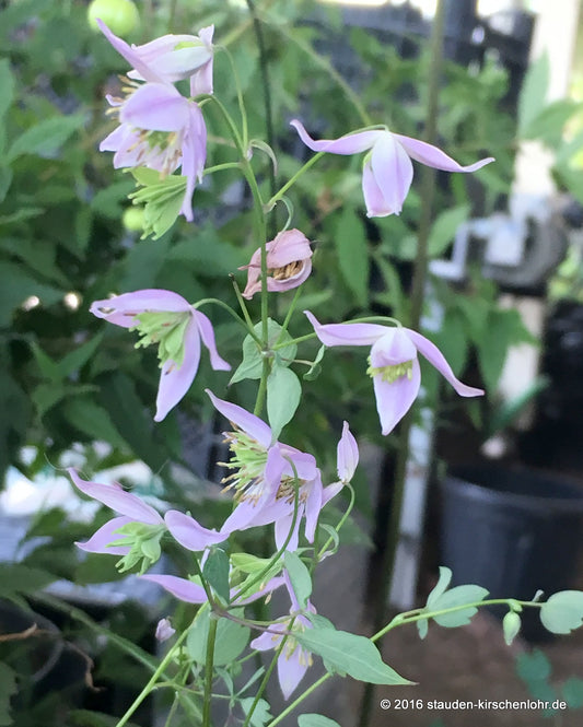 Thalictrum finetii