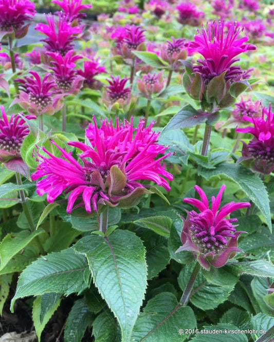 Monarda didyma 'Purple Lace' ®