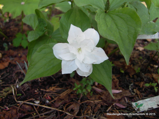 Trillium grandiflorum 'Snowbunting'