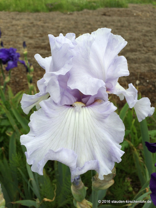 Iris barbata-elatior 'Silverado'