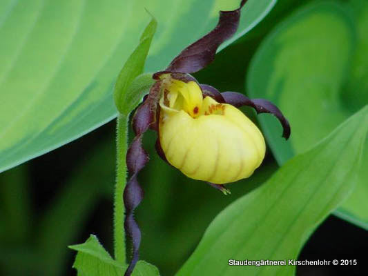 Cypripedium parviflorum var. makasin NIS