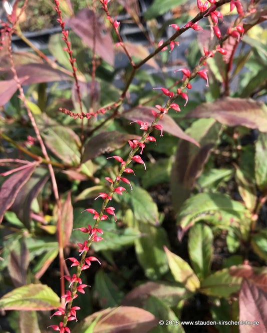 Persicaria filiformis 'Compton's Red'
