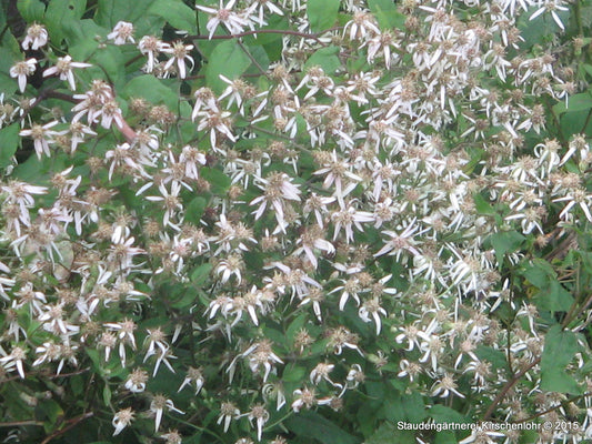 Eurybia divaricata 'Tradescant'