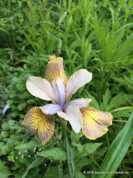 Iris sibirica 'Here be Dragons'