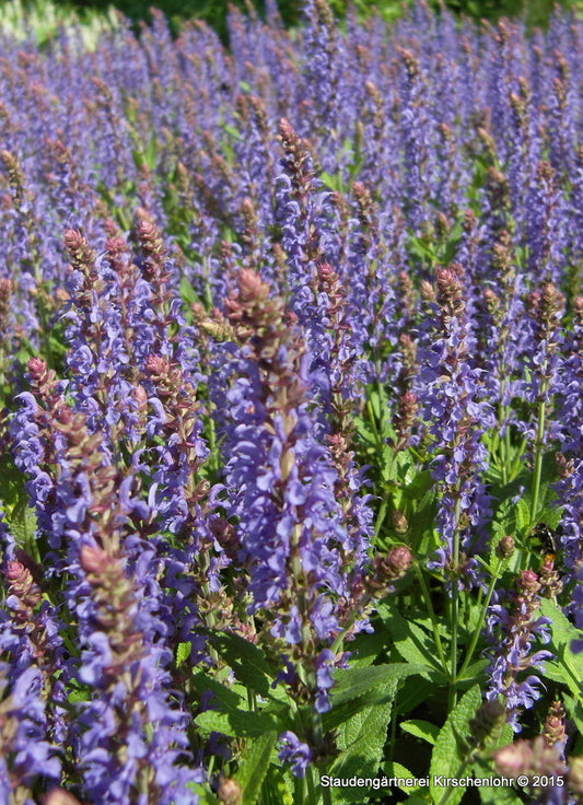Salvia nemorosa 'Blauhügel'