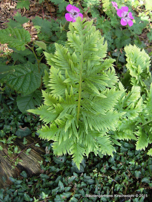 Polypodium cambricum 'Richard Kayse'