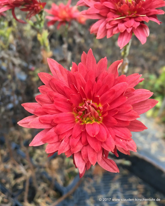 Chrysanthemum 'Fellbacher Wein' (Koreanum-Gruppe)
