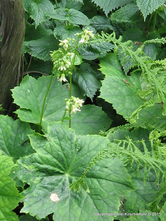 Peltoboykinia tellimoides