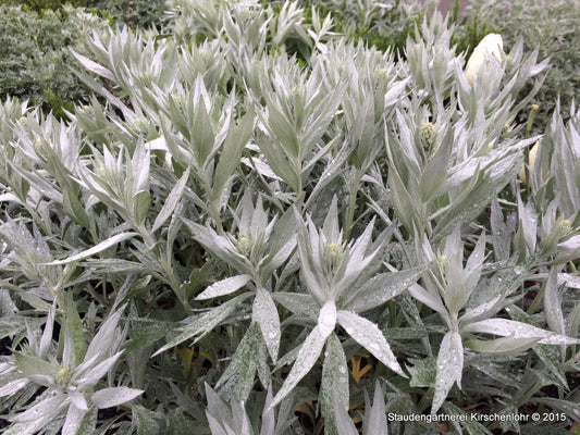 Artemisia ludoviciana 'Valerie Finnis'