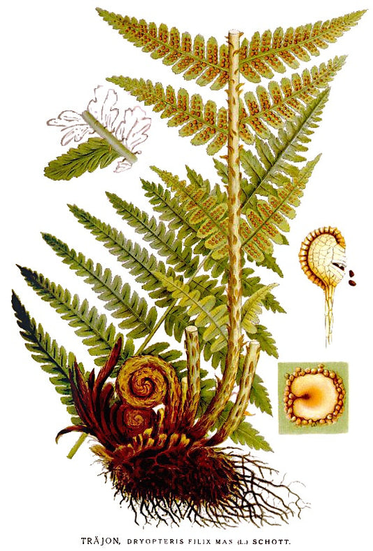 Botanisches Originalfoto: Dryopteris affinis 'Crispa Congesta' (Quelle: Wikimedia Commons)