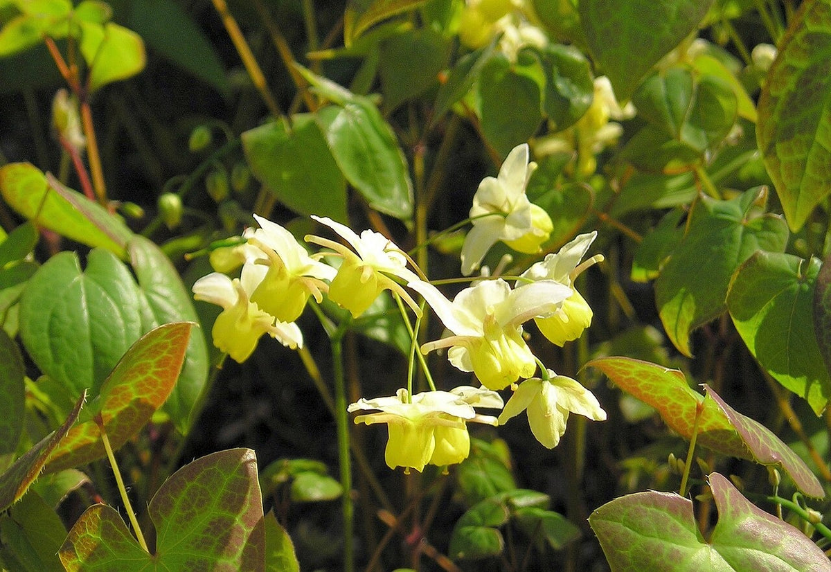 Botanisches Originalfoto: Epimedium 'Totnes Turbo' (Quelle: Wikimedia Commons)