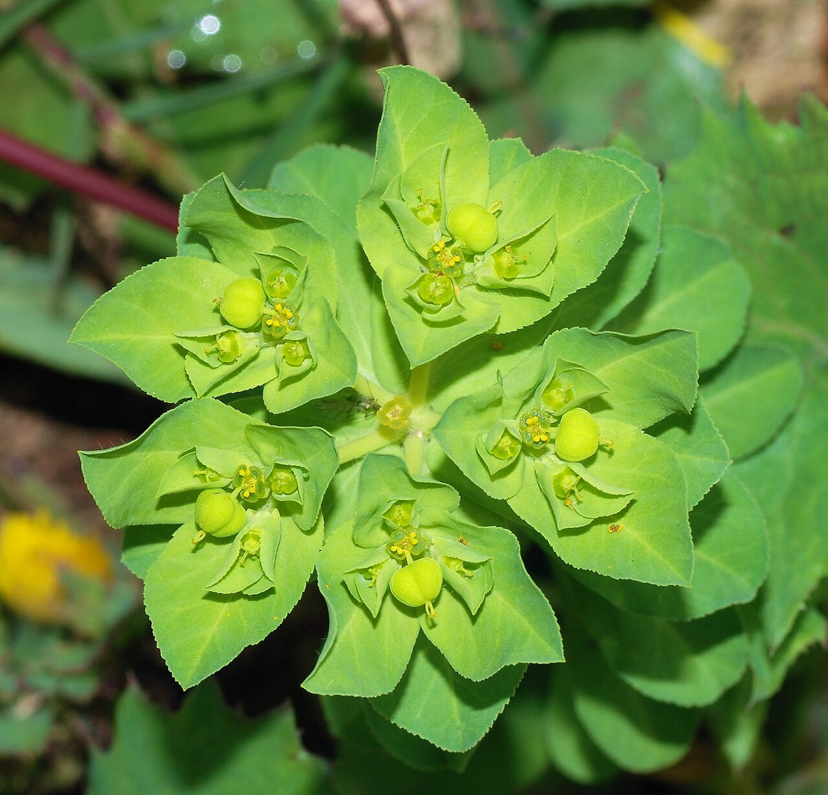 Botanisches Originalfoto: Euphorbia epithymoides (polychroma) (Quelle: Wikimedia Commons)