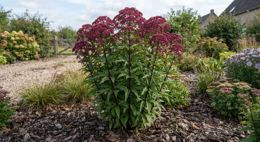 Symbolfoto / KI-Visualisierung: Eutrochium fistulosum 'Augustrubin' (Eupatorium)