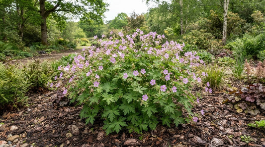 Symbolfoto / KI-Visualisierung: Geranium maculatum