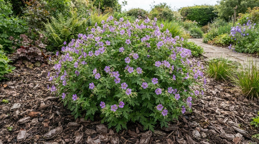 Symbolfoto / KI-Visualisierung: Geranium 'Prelude'