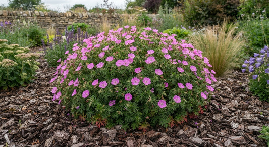 Symbolfoto / KI-Visualisierung: Geranium sanguineum 'Frivolius Pink'