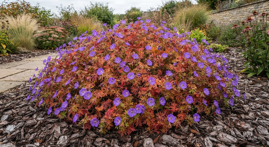 Symbolfoto / KI-Visualisierung: Geranium sanguineum 'Frivolius Purple'