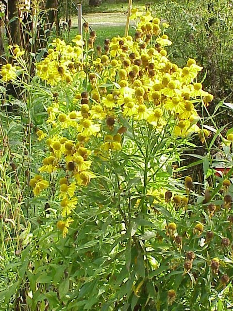 Botanisches Originalfoto: Helenium 'Baudirektor Linne' (Quelle: Wikimedia Commons)