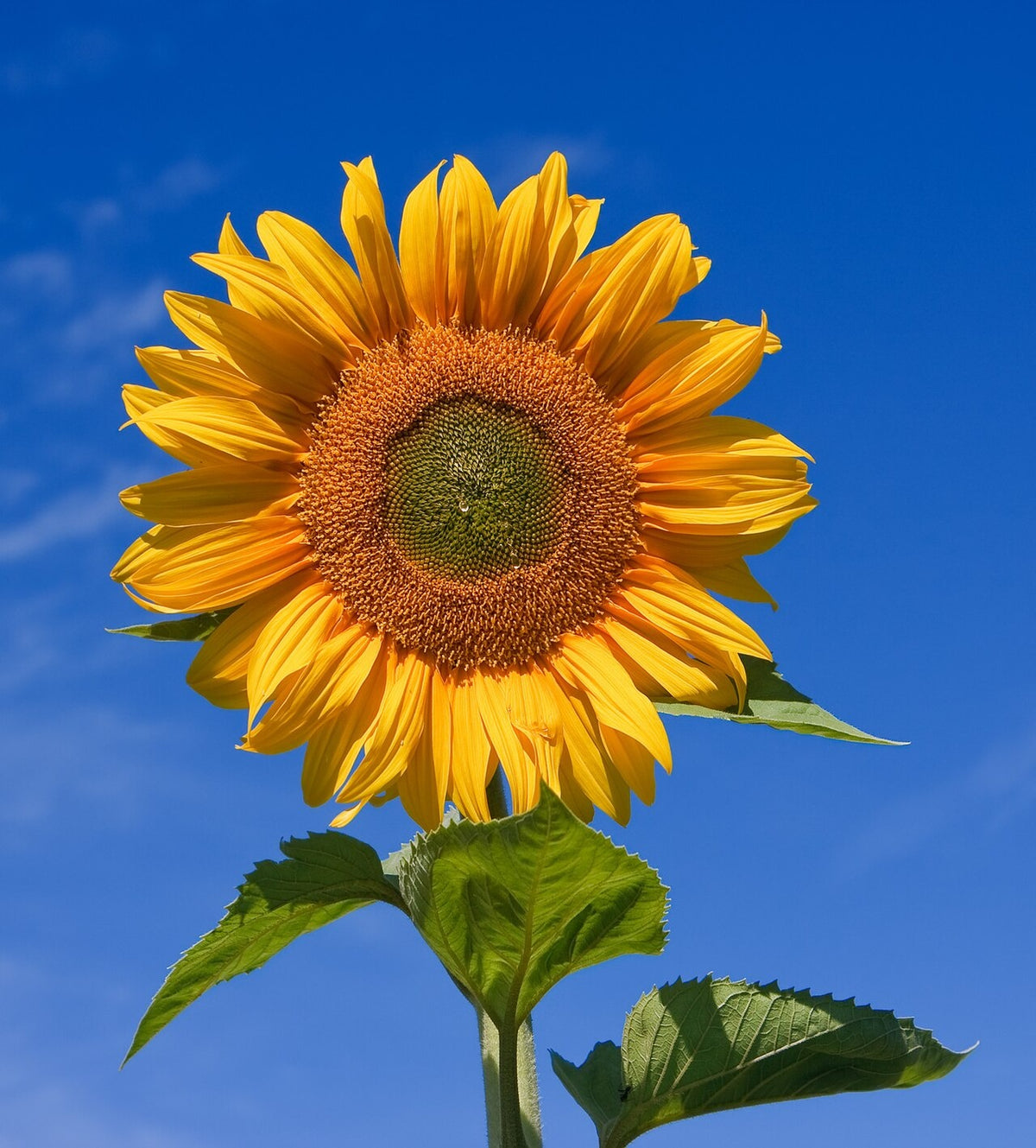 Botanisches Originalfoto: Helianthus 'Lemon Queen' (Quelle: Wikimedia Commons)
