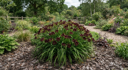 Symbolfoto / KI-Visualisierung: Hemerocallis 'Mighty Mogul'