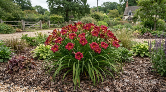 Symbolfoto / KI-Visualisierung: Hemerocallis 'Raspberry Wine'
