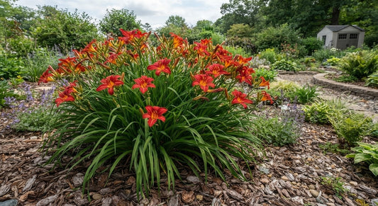 Symbolfoto / KI-Visualisierung: Hemerocallis 'Top Priority'