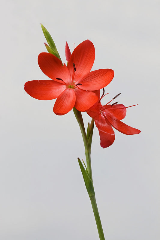 Botanisches Originalfoto: Hesperantha coccinea 'Major' (Schizostylis) (Quelle: Wikimedia Commons)