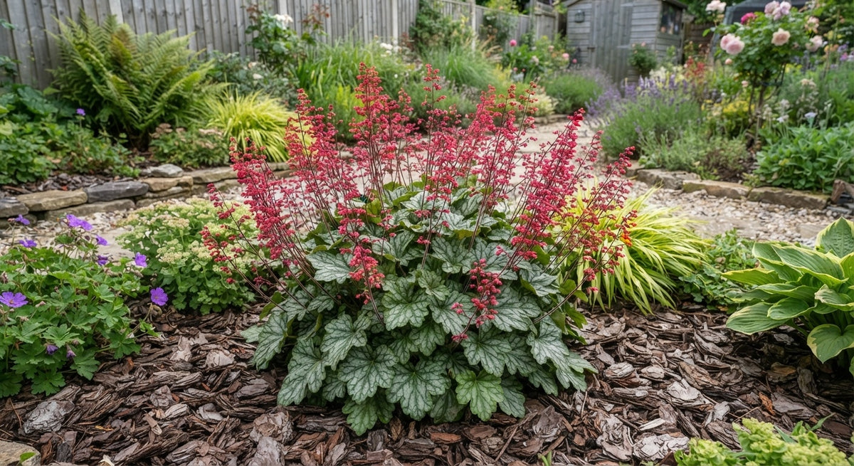 Symbolfoto / KI-Visualisierung: Heuchera 'Paris' ®