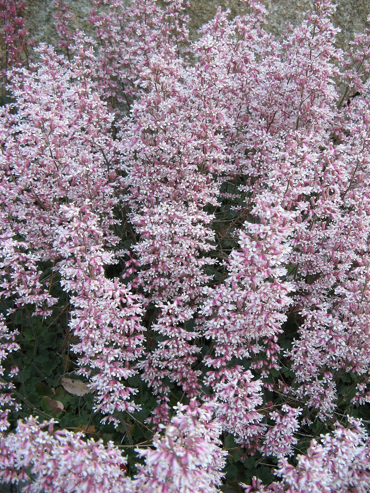 Botanisches Originalfoto: Heuchera x brizoides 'Schneewittchen' (Quelle: Wikimedia Commons)