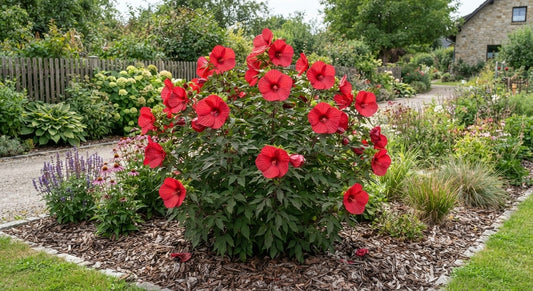 Symbolfoto / KI-Visualisierung: Hibiscus 'Fireball' ®