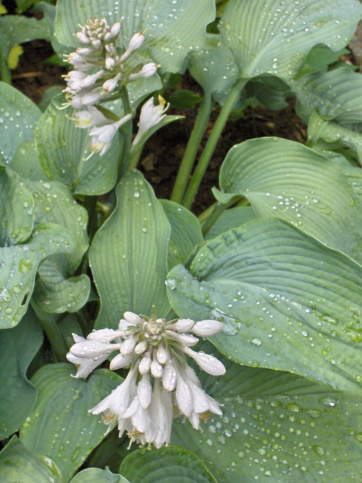Botanisches Originalfoto: Hosta 'Guacamole' (Quelle: Wikimedia Commons)