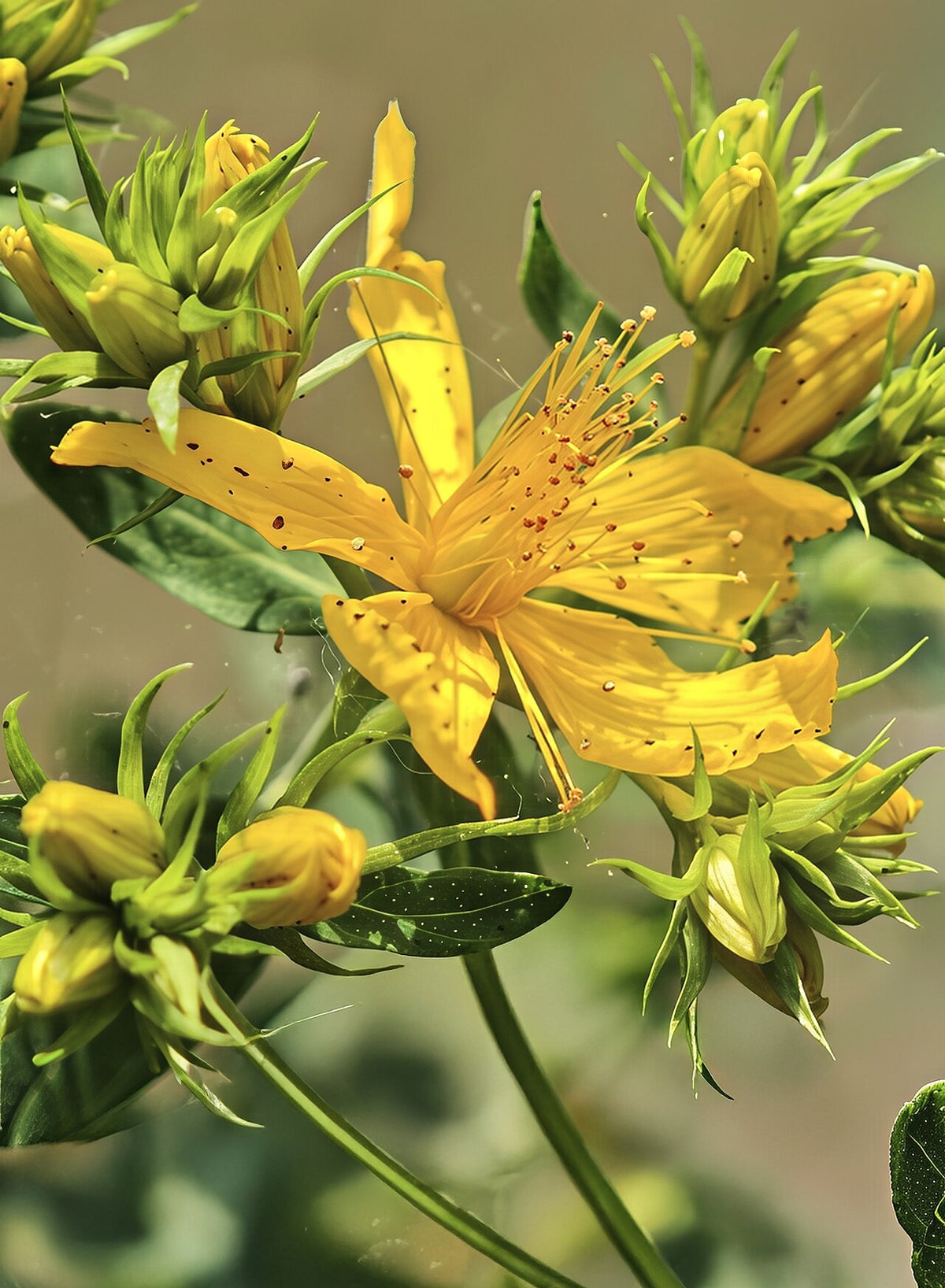 Botanisches Originalfoto: Hypericum perforatum (Quelle: Wikimedia Commons)