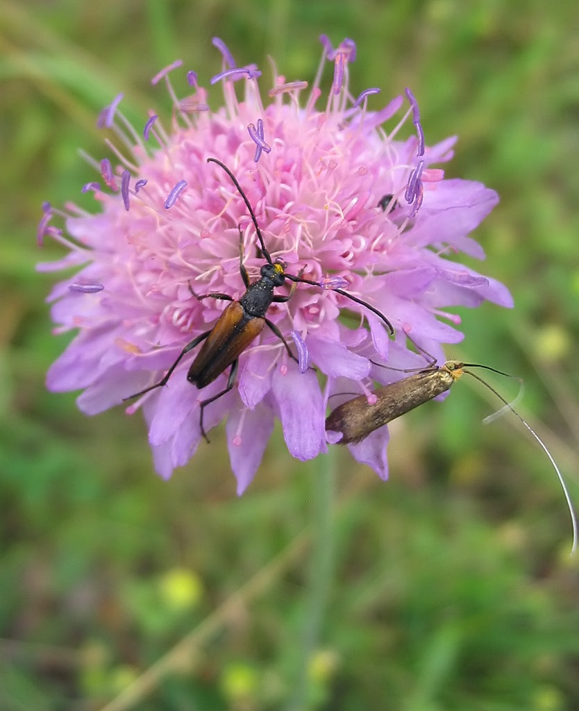 Botanisches Originalfoto: Knautia macedonica 'Thunder & Lightning' ® (Quelle: Wikimedia Commons)