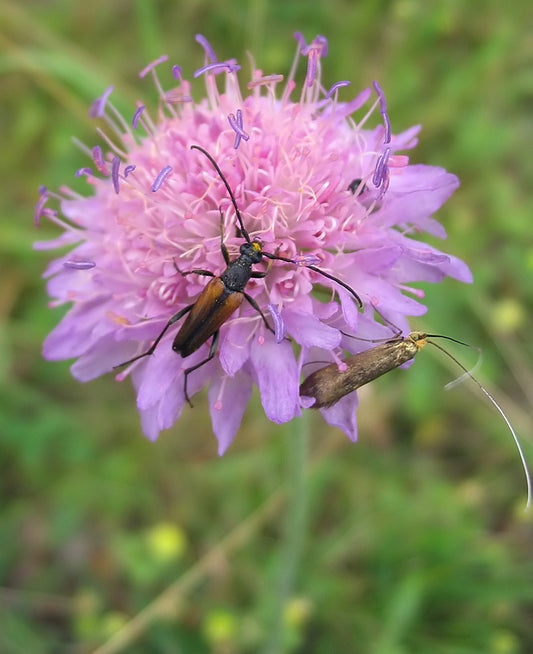 Botanisches Originalfoto: Knautia macedonica 'Thunder & Lightning' ® (Quelle: Wikimedia Commons)
