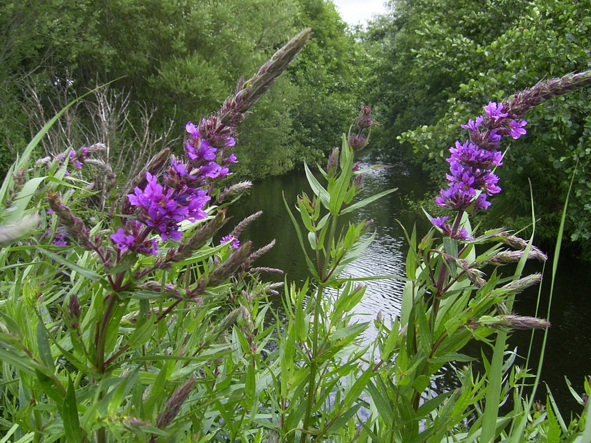 Botanisches Originalfoto: Lythrum 'Dropmore Purple' (Quelle: Wikimedia Commons)