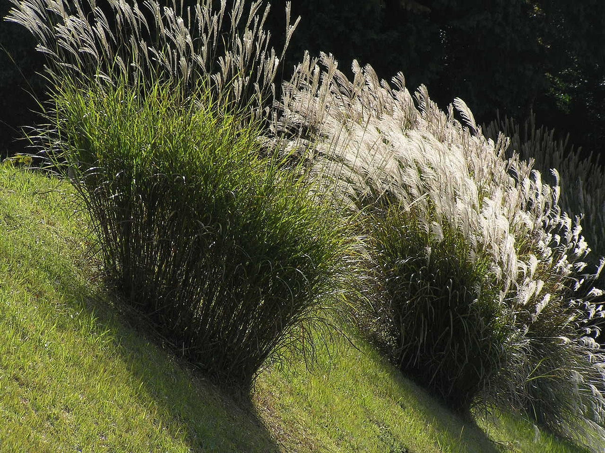 Botanisches Originalfoto: Miscanthus sinensis 'Red Cloud' (Quelle: Wikimedia Commons)