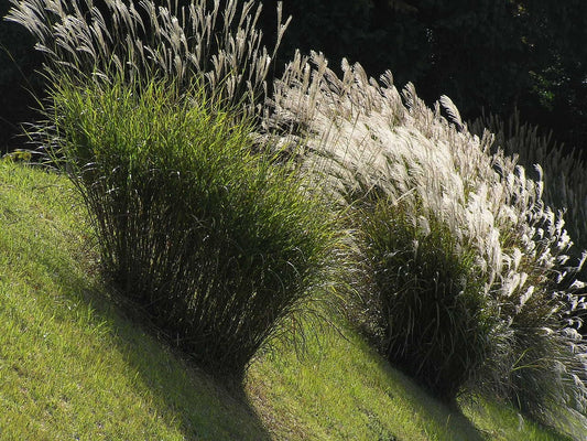Botanisches Originalfoto: Miscanthus sinensis 'Red Cloud' (Quelle: Wikimedia Commons)