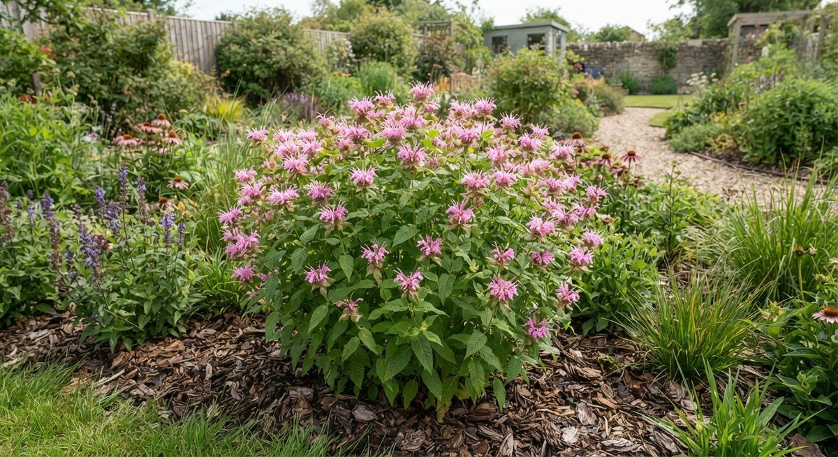Symbolfoto / KI-Visualisierung: Monarda 'Bee-Lieve' ®