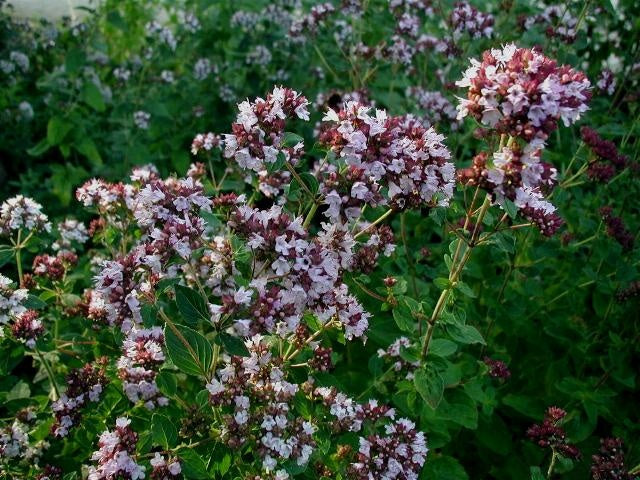 Botanisches Originalfoto: Origanum 'Rosenkuppel' (Quelle: Wikimedia Commons)