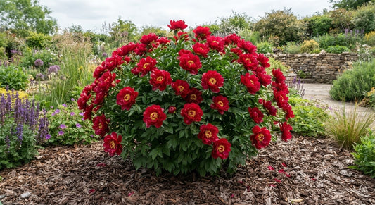 Symbolfoto / KI-Visualisierung: Paeonia 'Postillion' XXL