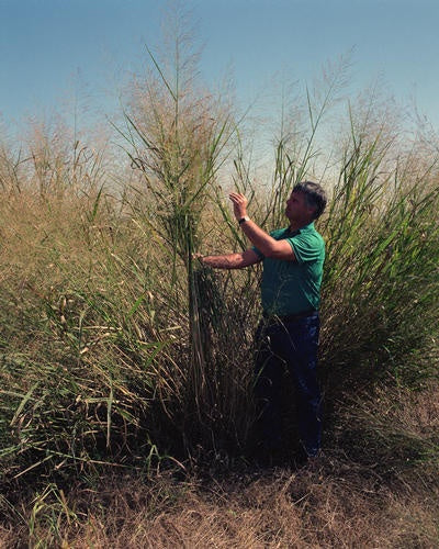 Botanisches Originalfoto: Panicum virgatum 'Squaw' (Quelle: Wikimedia Commons)